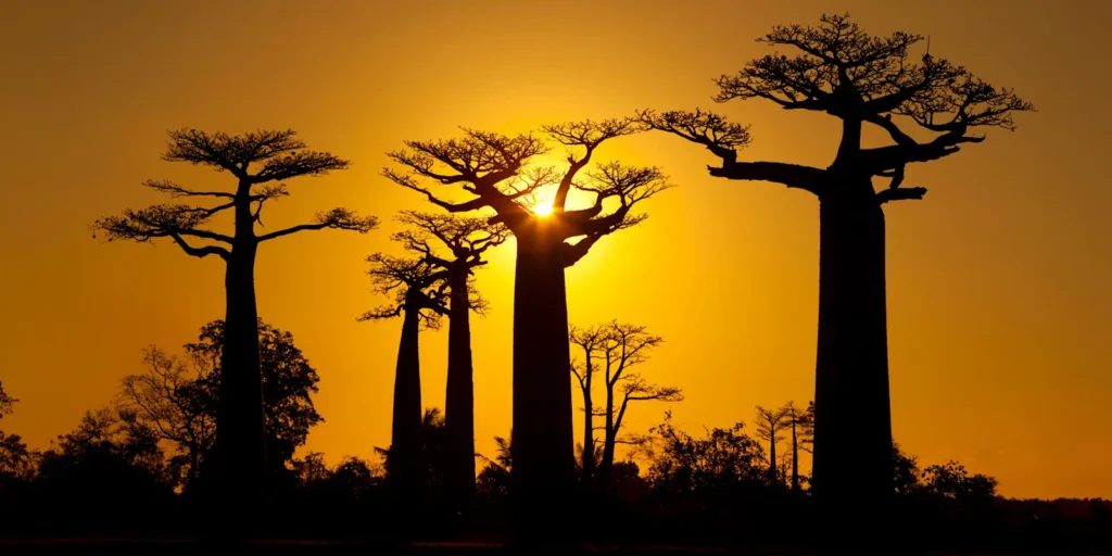 MADAGASCAR